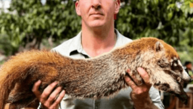 Sonny Side Net Worth